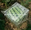 watermelon shaping mold