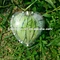 Watermelon Growing Mould